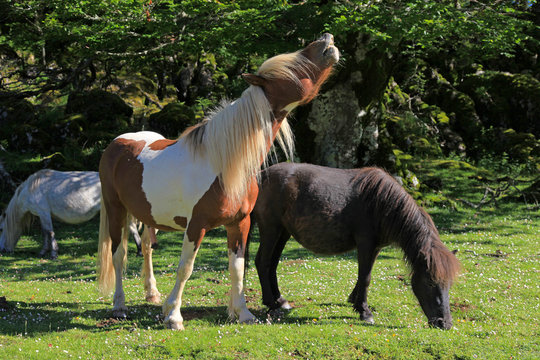 caballo relinchando 3575f