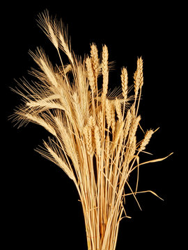 wisp of wheat and rye