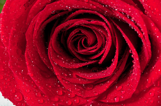 Red natural rose background