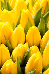 Obraz premium tulips