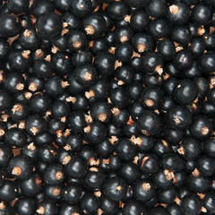blackcurrant