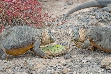 Galapagos-Landleguan