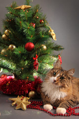 Obraz premium kitty and tree