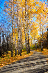 Obraz premium Pathway in autumnal forest