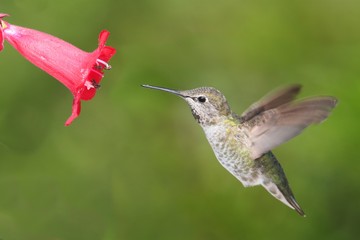 Fototapeta na wymiar Annasz Hummingbird (Calypte anna)