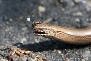 grass snake