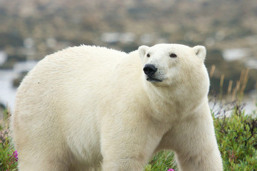 Obraz na płótnie Canvas Polar Bear na zegarek
