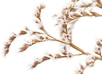 white limonium flowers isolated