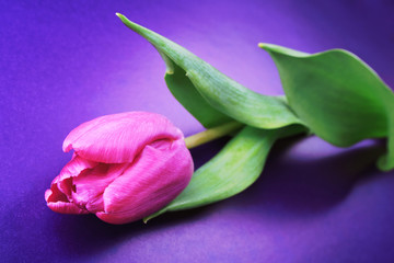 Violet tulip, still life.