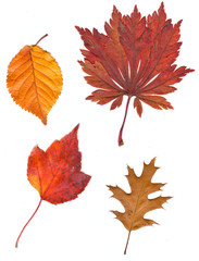 Fototapeta premium collection beautiful colorful autumn leaves isolated on white ba