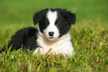 Border Collie Welpe
