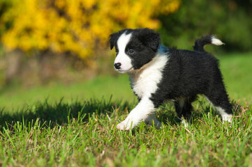 Border Collie Welpe