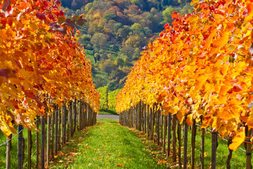 Colorful wine grapes
