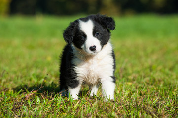 Border Collie Welpe