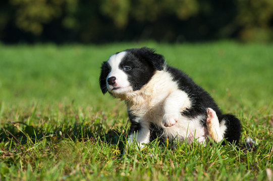 Border Collie Welpe kratzt sich