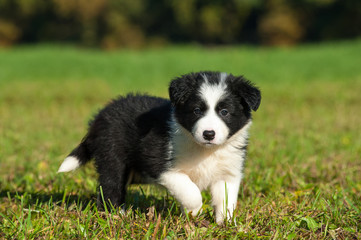 Border Collie Welpe