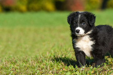 Border Collie Welpe