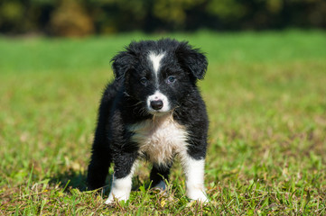 Border Collie Welpe