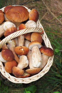 Basket with wild forest mushrooms