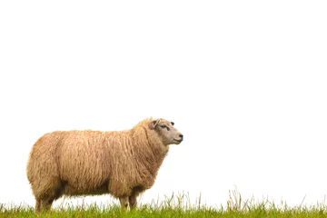 Acrylic prints Sheep Mature sheep isolated on white
