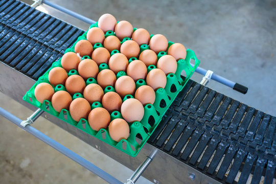Conveyor belt transporting a crate with fresh eggs
