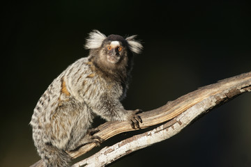 Common marmoset, Callithrix jacchus