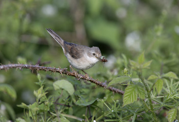 Common whitethroat, Sylvia communis