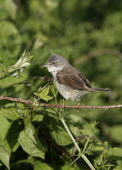 Common whitethroat, Sylvia communis