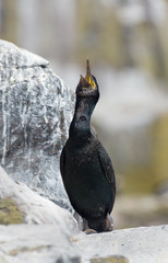 Crested cormorant, (Phalacrocorax aristotelis)