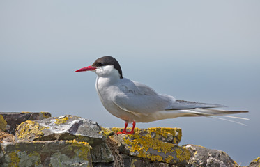 Common Tern, artic tern