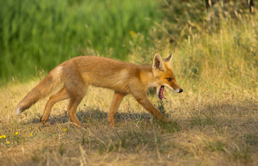 Young Red Fox Yawn