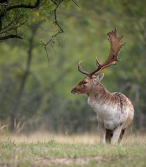 Fallow deer the rain during the rutting season