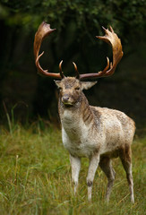 Fallow deer stands in the rain during the rutting season