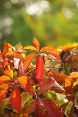 Red leaves on bright background