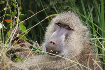Baboon
