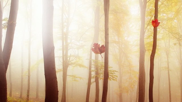 Fallende Herbstbl&auml;tter