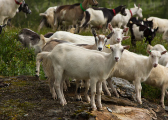 Ziegenherde in Norwegen 2