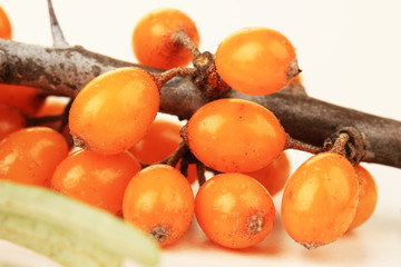 Branch of sea buckthorn close up