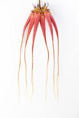 Dramatic Bulbophyllum orchid on white background