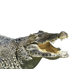 Obraz premium Crocodile With Open Mouth