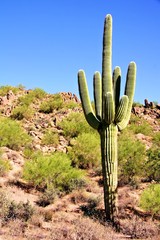 Giant Saguaro cactus in the Arizona dessert