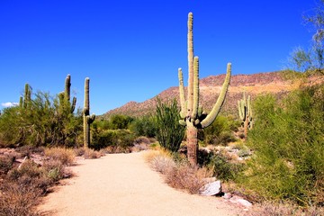 Sentier à travers un parc désertique près de Phoenix, Arizona