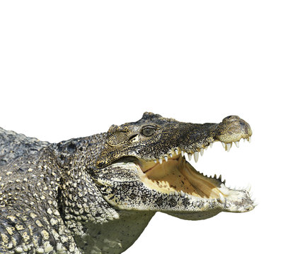 Crocodile With  Open Mouth
