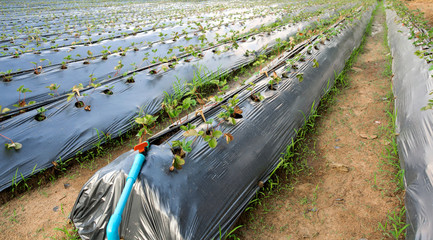 Organic strawberry plants