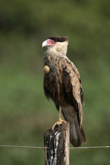 Crested caracara, Caracara cheriway