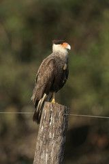 Crested caracara, Caracara cheriway