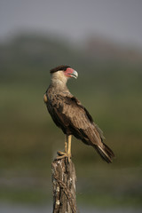 Crested caracara, Caracara cheriway