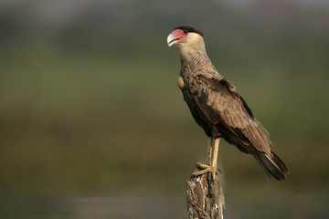 Crested caracara, Caracara cheriway
