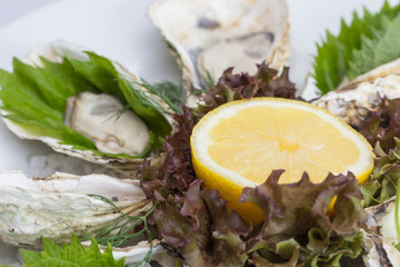 Fresh oysters