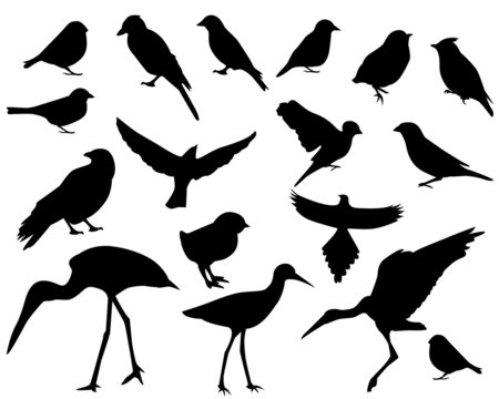 Set of silhouettes of birds